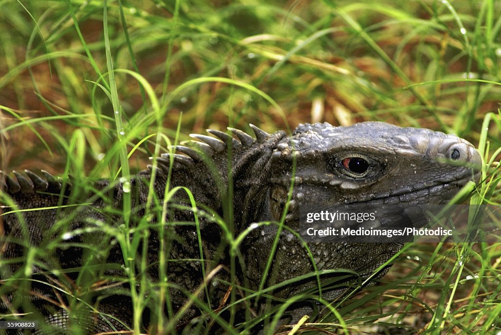 Close-up of a Komodo Dragon hiding in grass