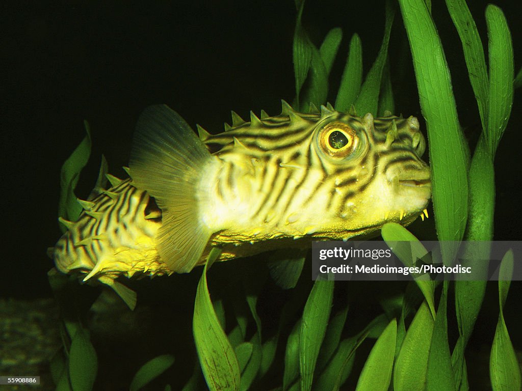 Striped Burrfish (Chilomycterus schorafi)