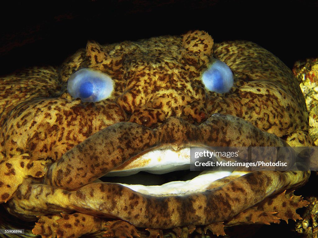 Opsanus Gulf Toadfish High-Res Stock Photo - Getty Images
