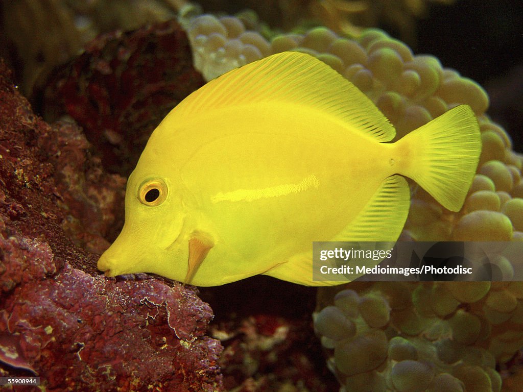 Yellow Tang (Zebrasoma flavescens)