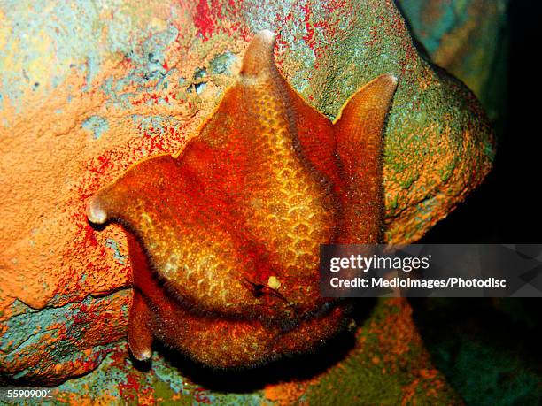 bat star (patiria miniata) - batstar stock pictures, royalty-free photos & images