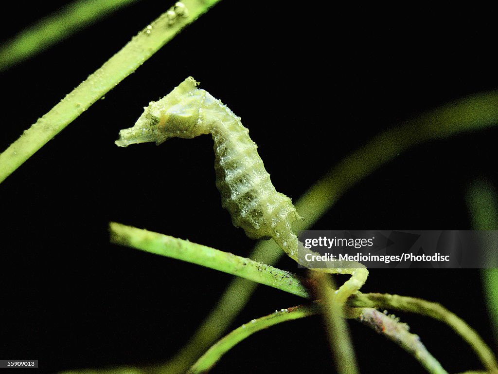 Lined Seahorse (Hippocampus erectus)