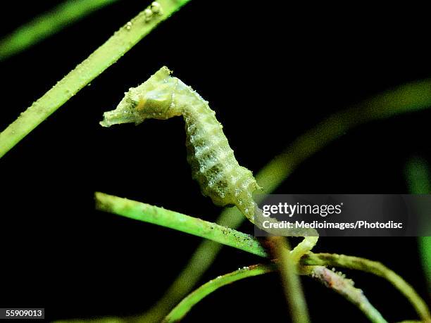 lined seahorse (hippocampus erectus) - yellow seahorse stock pictures, royalty-free photos & images