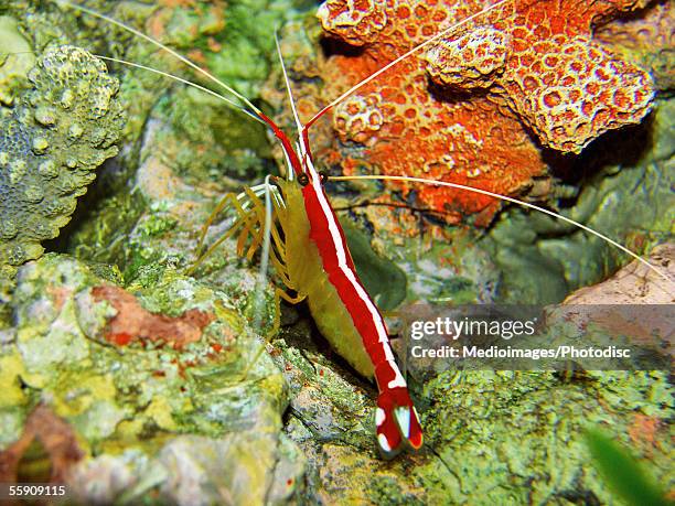 Cleaner Fish Stock 176 Fish Cleaner Shrimp Stock Photos, High-Res Pictures, and Images ...
