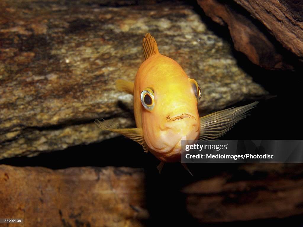 Shadowfin Soldierfish (Myripristis adusta)