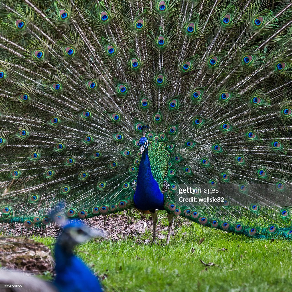 A peafowl tries to attract a mate
