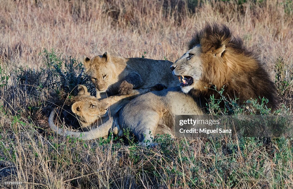 Male lion (Panthera leo) playing with two cubs