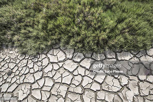 grounds of the camargue - groundwater stockfoto's en -beelden