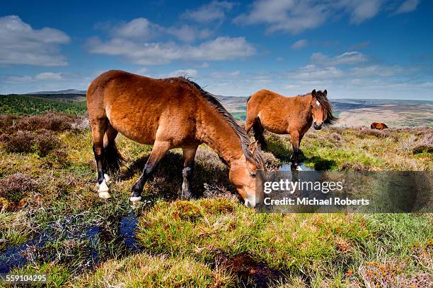 wild ponies in the black mountains, wales - powys foto e immagini stock