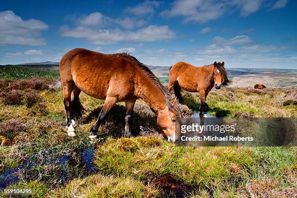 wild ponies in the black mountains, wales - powys ストックフォトと画像