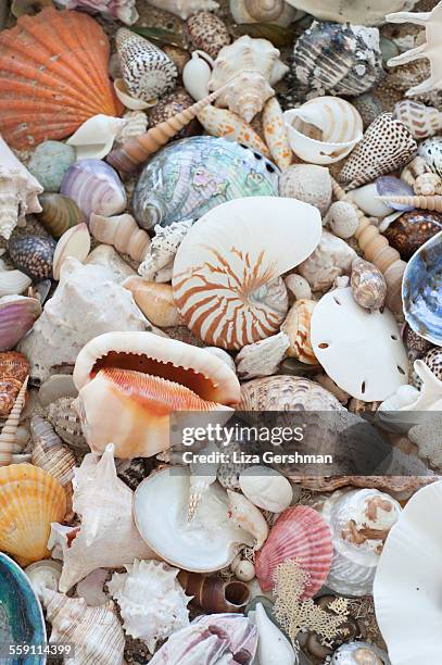 Shell Collection Pile Pile Of Seashells Photos and Premium High Res Pictures - Getty Images