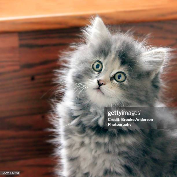 Cute fluffy grey kitten