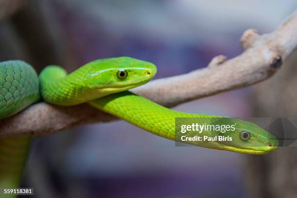 rough green snakes,  opheodrys aestivus - opheodrys aestivus stock pictures, royalty-free photos & images