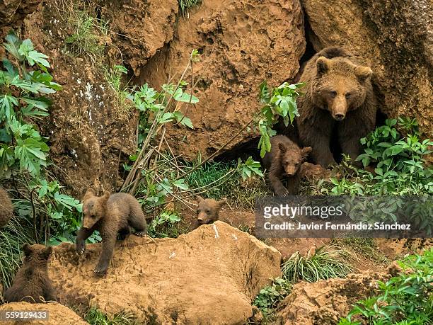 european brown bear cubs, ursus arctos arctos - cantabria stock-fotos und bilder