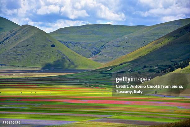 flowers in castelluccio di norcia - カステッルッチョ ストックフォトと画像