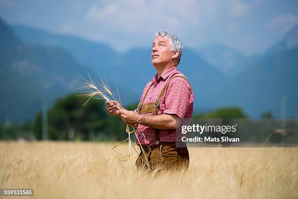 farmer man in a wheat field - concerned farmers stock pictures, royalty-free photos & images