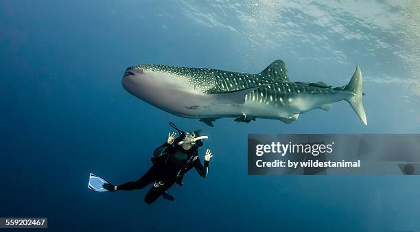 ducking for cover? - whale shark stock pictures, royalty-free photos & images
