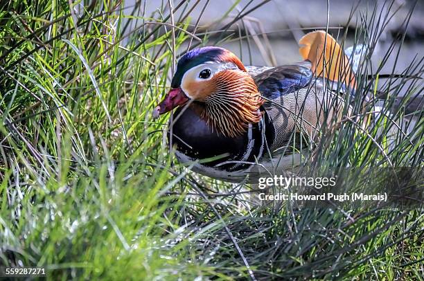 mallard in the rushes - parpar fotografías e imágenes de stock