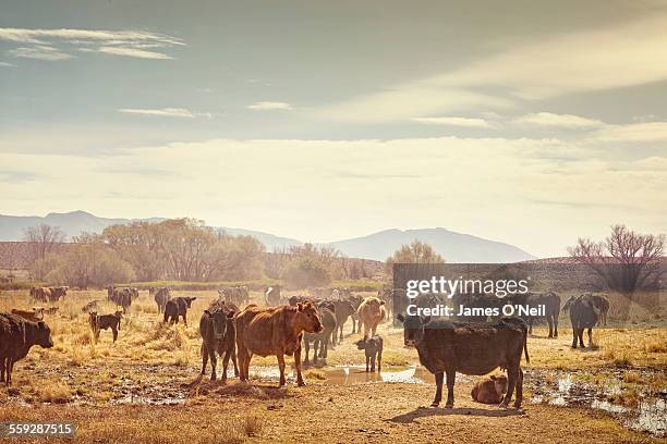 cows in a field with distant mountains