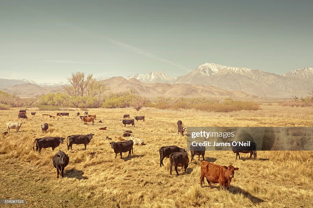 Cows in a field with distant mountains