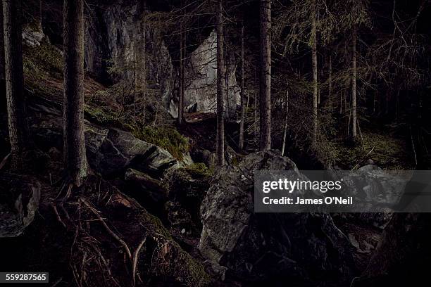 dramatic lighting in forest - dark forest stock-fotos und bilder