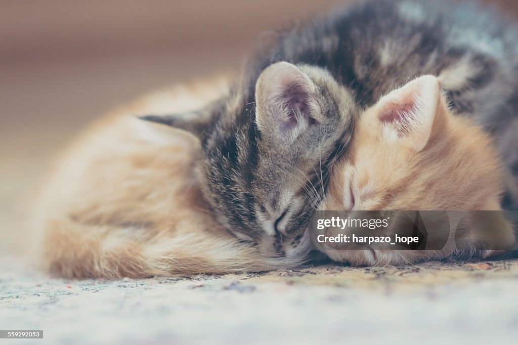 Sleeping kittens