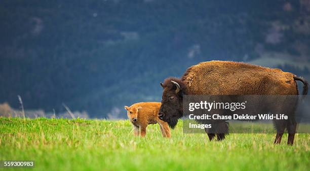 a new life - wild cattle stockfoto's en -beelden