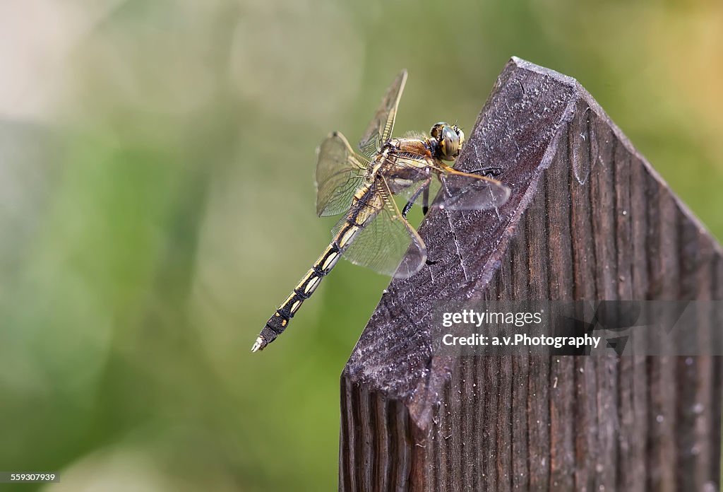 Brown hawker dragonfly on wooden enclosure