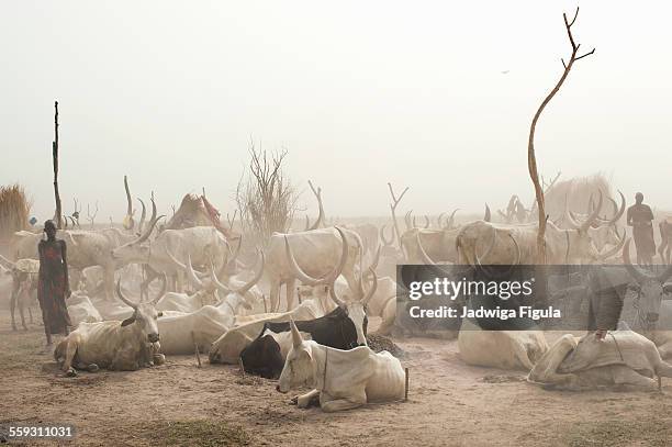 dinka cattle camp in south sudan. - südsudan stock-fotos und bilder