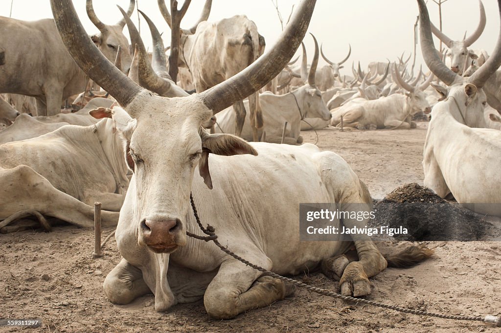 Dinka Cattle Camp in South Sudan.