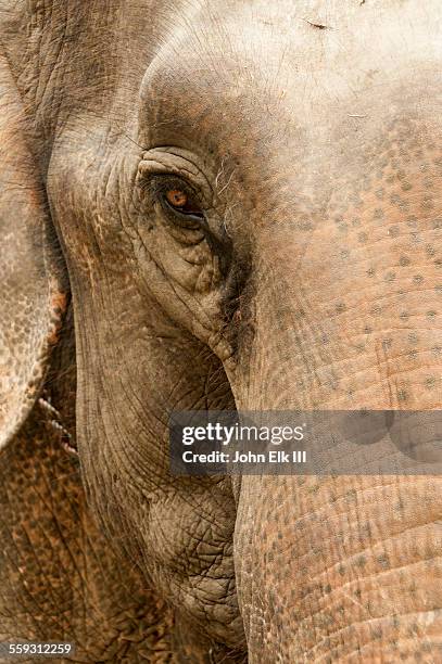 elephant eye detail - elephant eyes 個照片及圖片檔