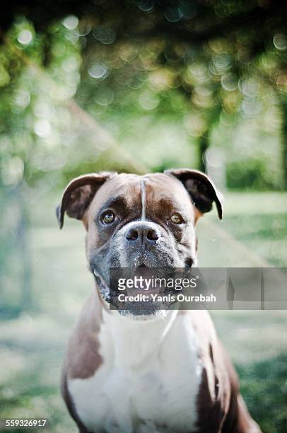 boxer dog breed - rotten teeth stock-fotos und bilder