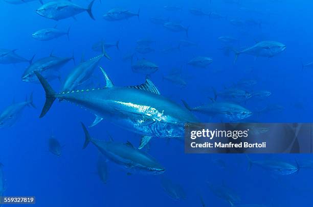 school blue fin tunas with fins up in the blue - tonno-dalla-pinna-blù foto e immagini stock