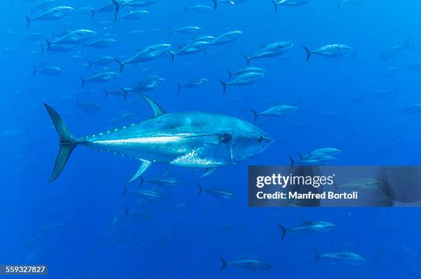 blue fin tunas school in the blue - tonno-dalla-pinna-blù foto e immagini stock