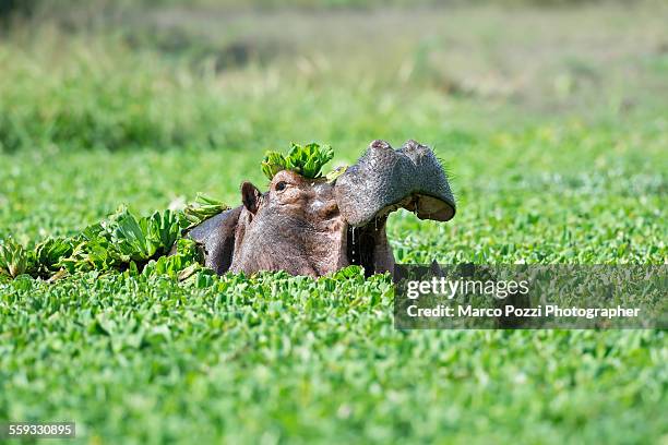 hippo in the green pool - south luangwa national park stockfoto's en -beelden