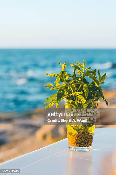 mint by the sea - alexandria egypt stock pictures, royalty-free photos & images