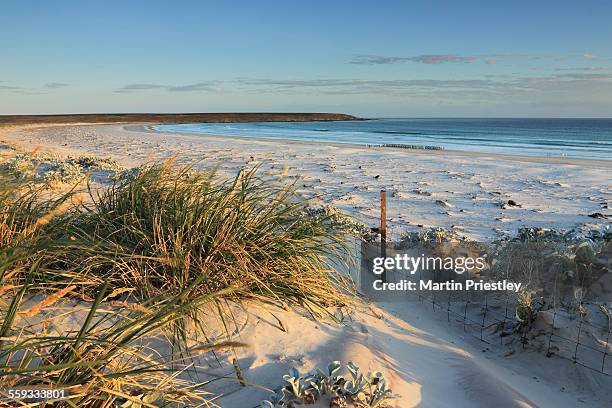 volunteer point beach, falkland islands - volunteer point stock pictures, royalty-free photos & images