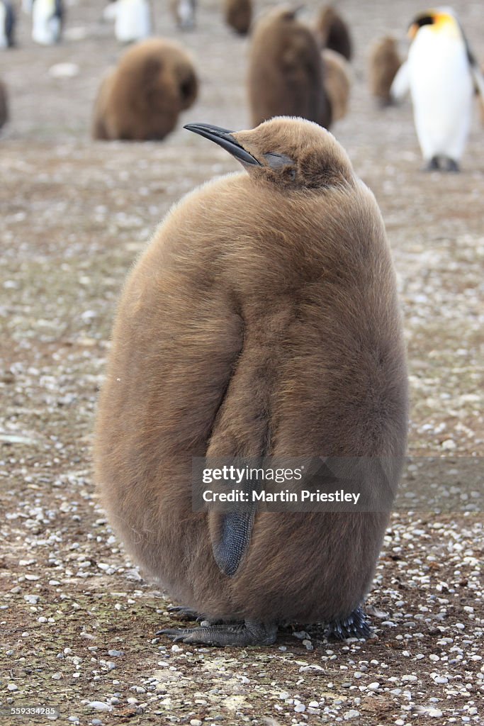 King Penguin Chick, Falkland Islands