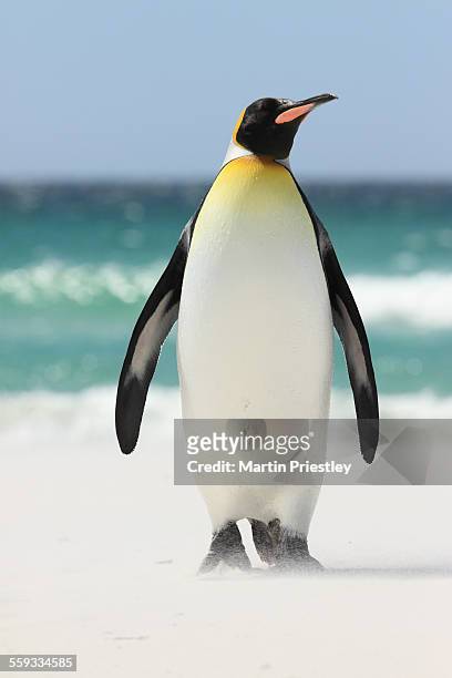 king penguin at volunteer point, falkland islands - penguins ストックフォトと画像