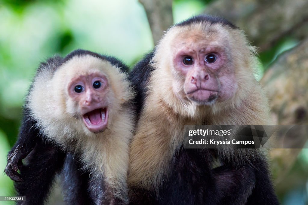 Two White - Faced capuchin monkeys on tree