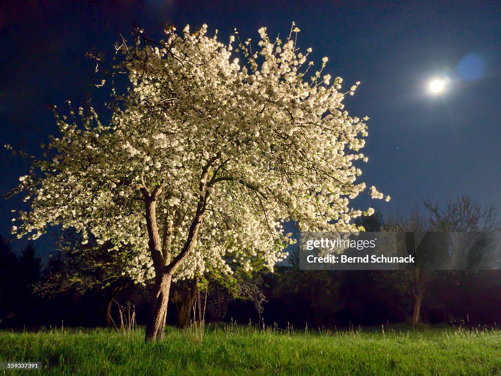 Moonlit Blooming Tree