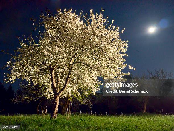 Moonlit Garden Photos and Premium High Res Pictures - Getty Images