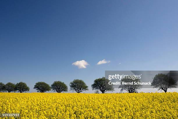 blooming rape field and a row of trees - fehmarn stock pictures, royalty-free photos & images