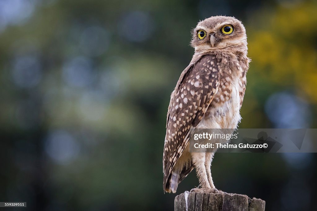 Young Burrowing Owl