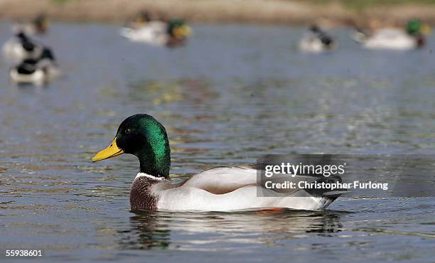 Domestic Mallard on a duck pond in the English Lake District on October 17 Kendal, England. Bird experts have no way of telling migratory Mallard...