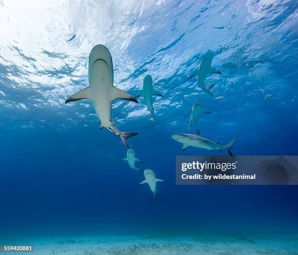 here come the reefs - reef shark stock pictures, royalty-free photos & images