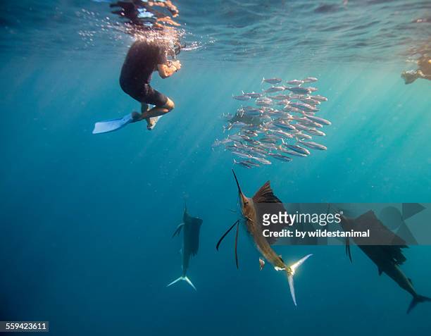 sailfish and snorkeler standoff - sailfish stock pictures, royalty-free photos & images