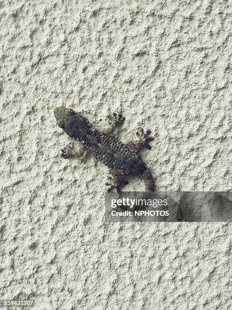 gecko on wall - gecko stock pictures, royalty-free photos & images