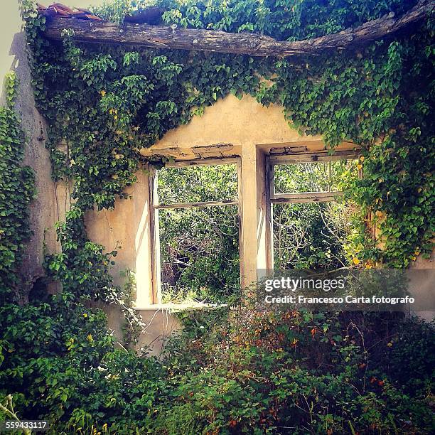 house in ruins - toxicodendron diversilobum stock pictures, royalty-free photos & images