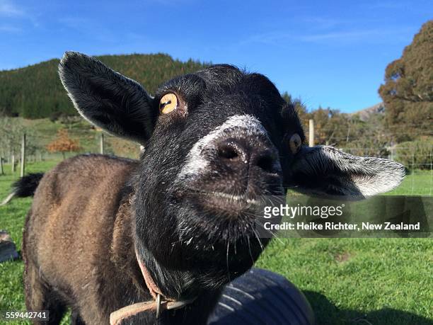 animal eye contact - goat wearing collar stock-fotos und bilder